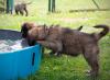 images/T-Wurf/T-Wurf Wo 9/3S8A2879-Bearbeitet.jpg